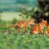 Red Fox (Vulpes vulpes) vixen and four cubs in field in early morning light. UK. June.